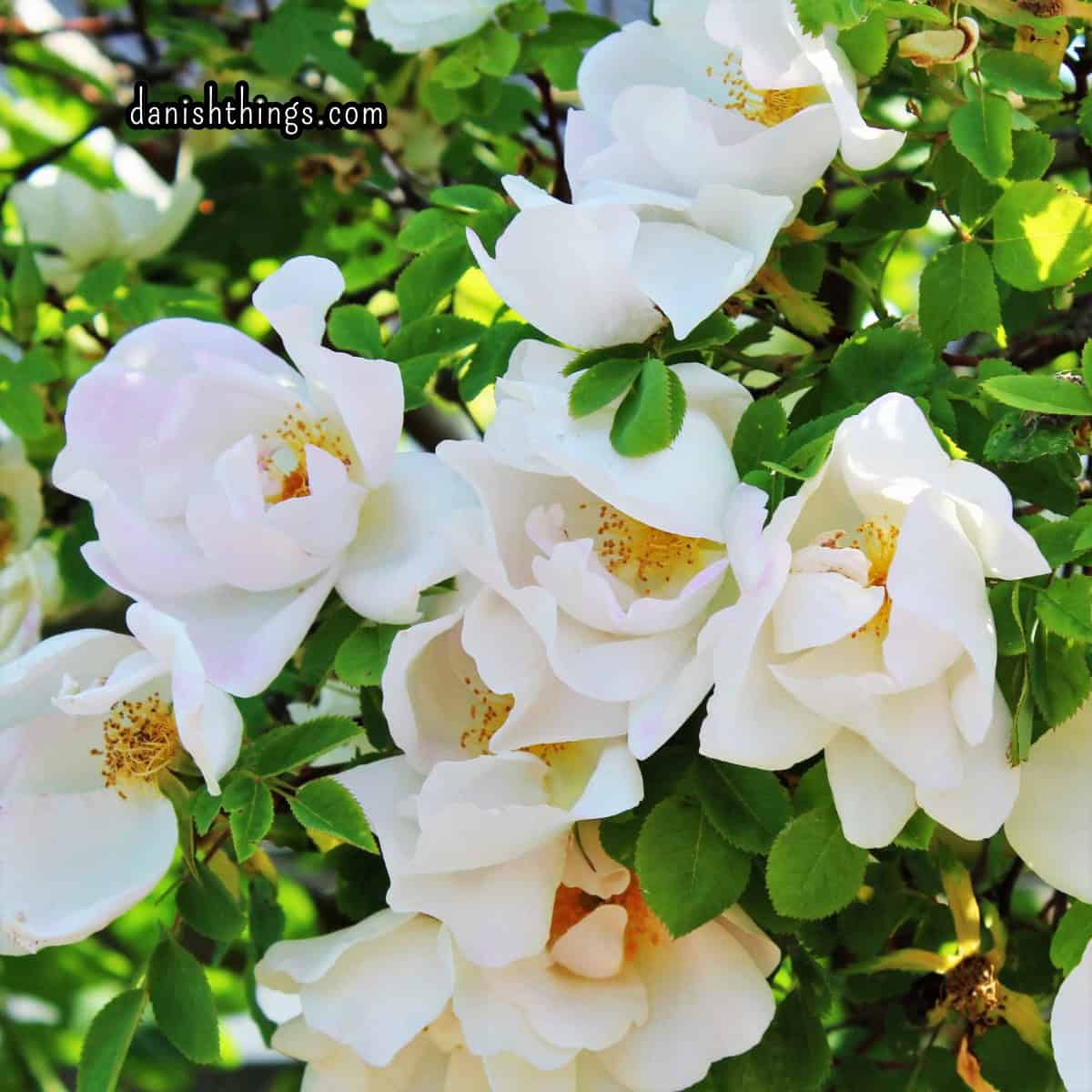 Hvide gammeldags roser - velduftende. Fotograferet af Christel Parby © danishthings.com. Spiselige blomster som dekoration og i retter. Find opskrifter med roser, gratis print og inspiration til årets gang. #DanishThings #velduftenderoser #roser #rosenparfumeret #rosenblade #vildrose #spiseligeblomster #sommer #spissommeren #spisnaturen #vildmad