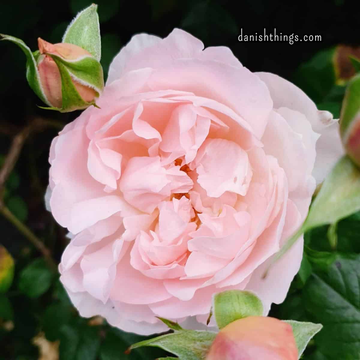 Engelsk rose - velduftende. Fotograferet af Christel Parby © danishthings.com. Spiselige blomster som dekoration og i retter. Find opskrifter med roser, gratis print og inspiration til årets gang. #DanishThings #EngelskRose #engelsk #velduftenderoser #roser #rosenparfumeret #rosenblade #vildrose #spiseligeblomster #sommer #spissommeren #spisnaturen #vildmad