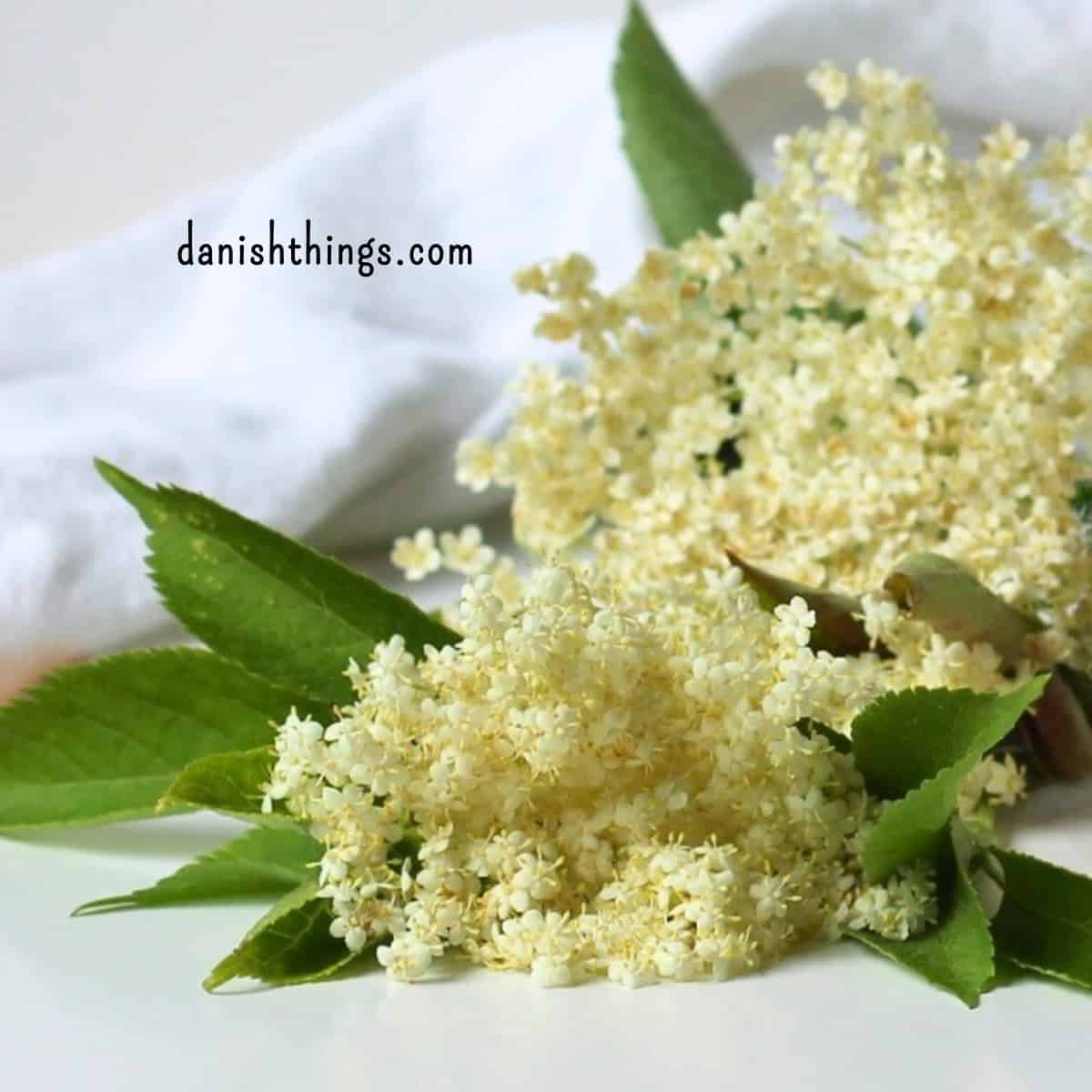 Det er sæson for hyldeblomster. Pluk og rens dine hyldeblomster og brug dem i dine opskrifter. Lav hyldeblomstsaft, hyldeblomstsirup, hyldeblomstvodka, - gin, -rom... og brug dem i cocktails og mocktails. Lav hyldeblomstsukker, som du kan bruge i stedet for andet sukker med smag. Lav hyldeblomstmuffins, sorbet eller… Hyldeblomster giver velsmag til pandekager, marengs, flødeboller, til saftevand/sodavand, i drinks, te, iste, desserter, is og i (lag)kager, småkager og meget mere. Find opskrifter, gratis print og inspiration til årets gang på danishthings.com © Christel Parby - Danish Things #DanishThings #hyldeblomster #hyldeblomst #hyldeblomstsukker #sukker #sukkerknald #hyldeblomstsaft #hyldeblomstsirup #hjemmelavet #hyldeblomstvodka #vodka #gin #rom #tequila #saft #sirup #naturensspisekammer #plukselv #sanker #spissommeren #driksommeren #blomster #blomstersirup #blomsteralkohol #spisnaturen #spiseligeplanter #spiseligeblomster #vildmad #urter #sommer