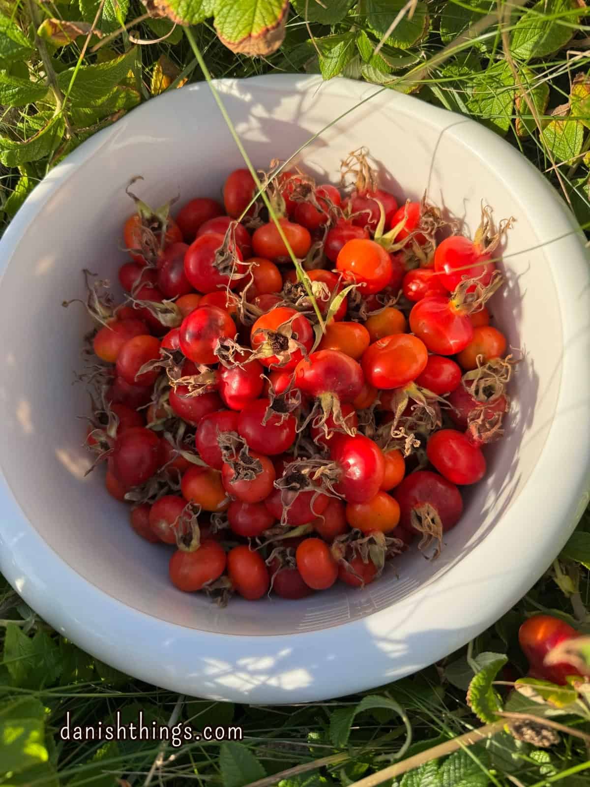Hybenekstrakt og hybensirup af hele hyben – uden at fjerne kerner Modne hyben i en skål. Har du plukket en stor bunke hyben? Denne opskrift bruger dem hele – uden rensning for kerner og hybenhår. Find opskriften på danishthings.com. © Christel Parby #DanishThings #hyben #spisefteråret #vildmad #sanker #spisnaturen
